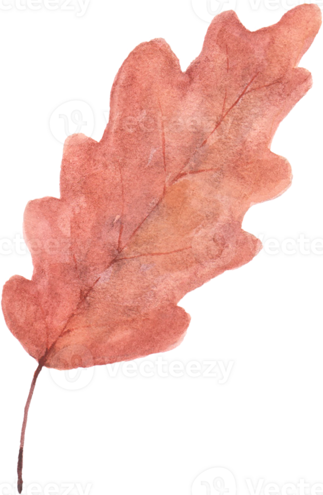 Watercolor Autumn Oak Leaf png