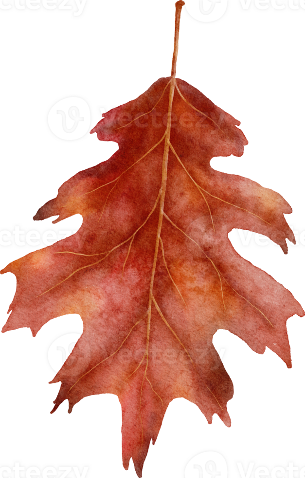 Autumn Leaves Watercolor png