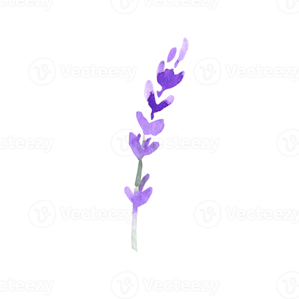 Watercolor lavender flower png