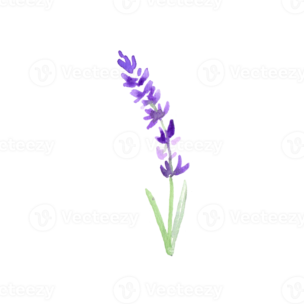 Watercolor lavender flower png