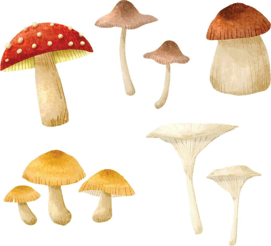 Realistic mushrooms illustrations collections. Realistic mushrooms plants. clipart mushrooms. vector