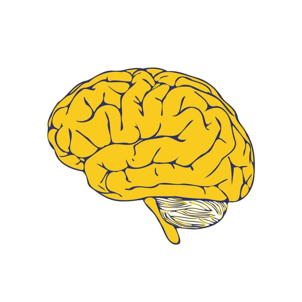 humano cerebro. un amarillo cerebro en un blanco antecedentes. vector mano dibujado ilustración en garabatear estilo.