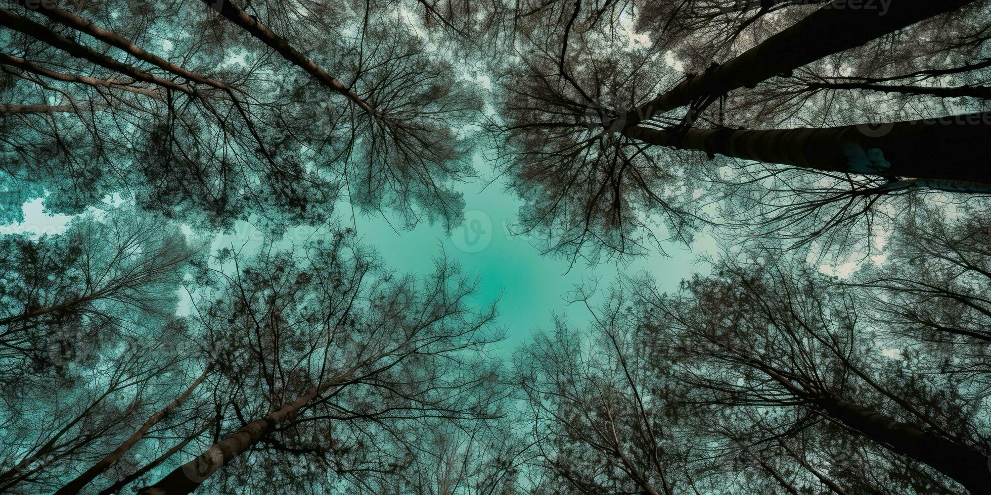 AI Generated. AI Generative. Nature wild outdoor forest trees looking up view with sunny ray. Adventure travel trekking inspiration. Graphic Art photo