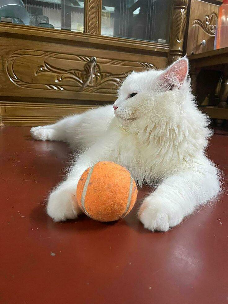 A white cat laying on a table with a tennis ball photo