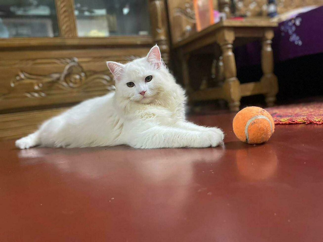 A white cat laying on a table with a tennis ball photo