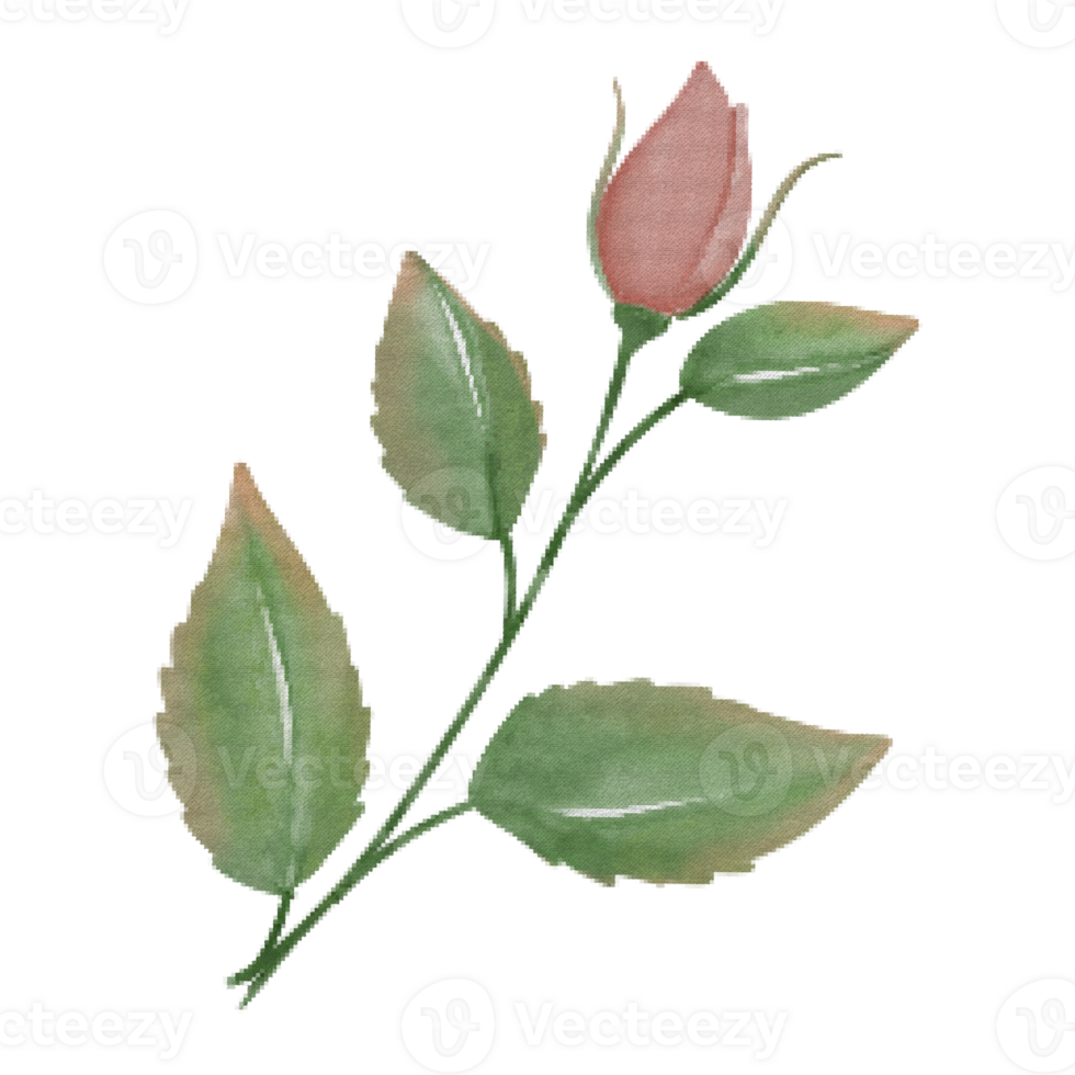 Watercolor Little Rose Flower png