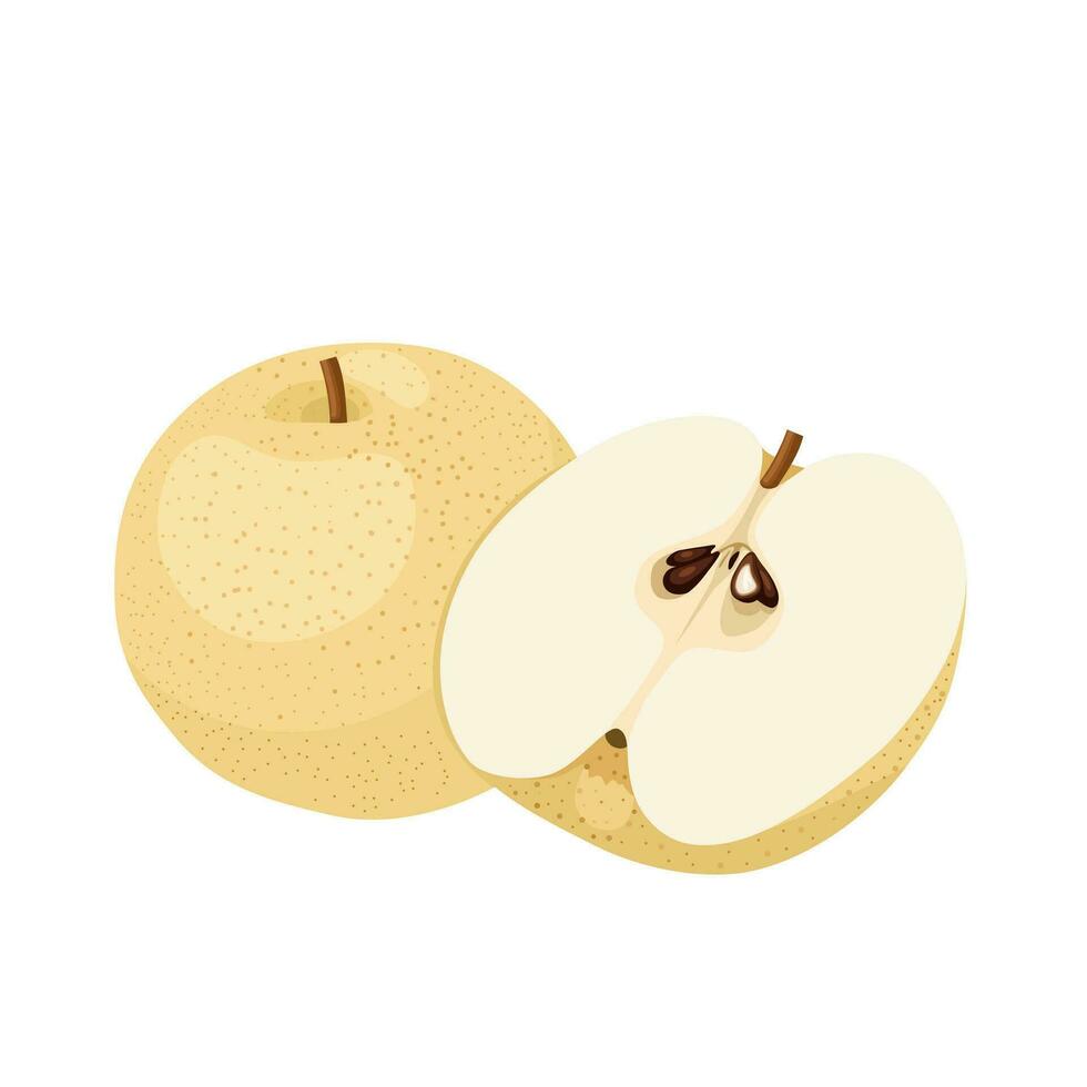 Vector illustration, Pyrus pyrifolia, known as Japanese pear or Chinese pear, isolated on white background.