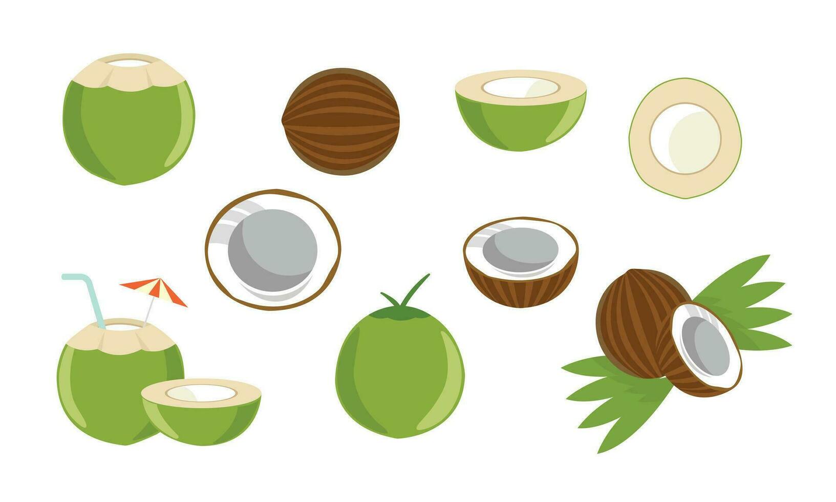 coconut fruit and coconut elements vector illustration