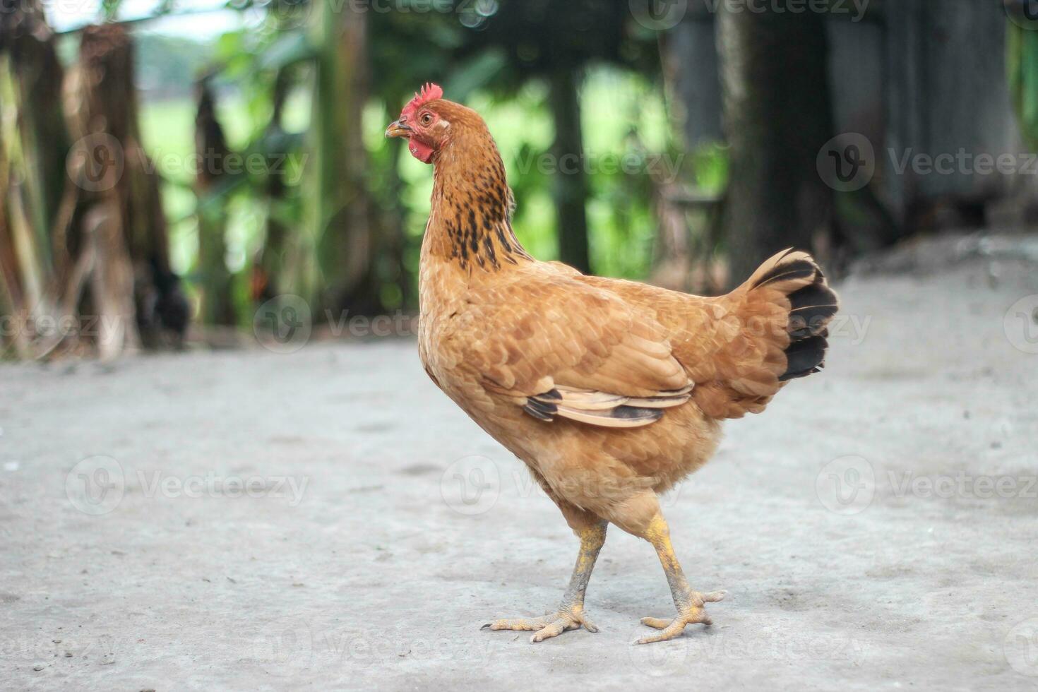 Selective focus shot of a chicken on the grass in the farm photo