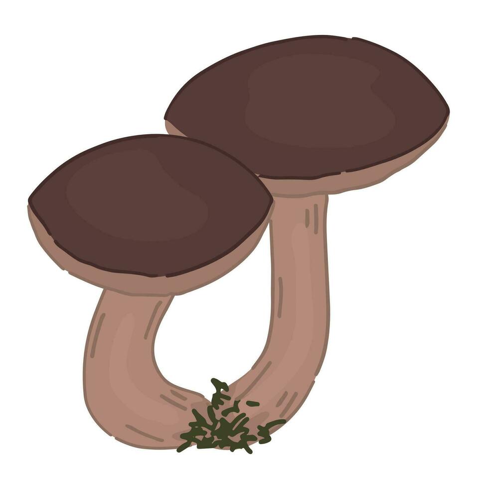 Clipart of edible mushroom Boletus. Doodle of autumn forest harvest. Cartoon vector illustration isolated on white background.