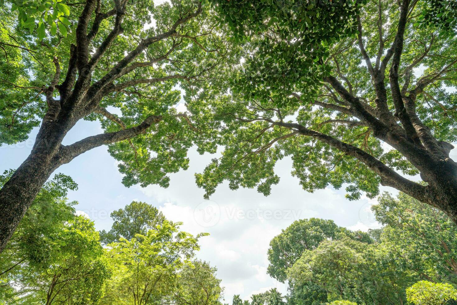 Forest, lush foliage, tall trees. Tree with green leaves and sun light. Bottom view background. Tree below photo