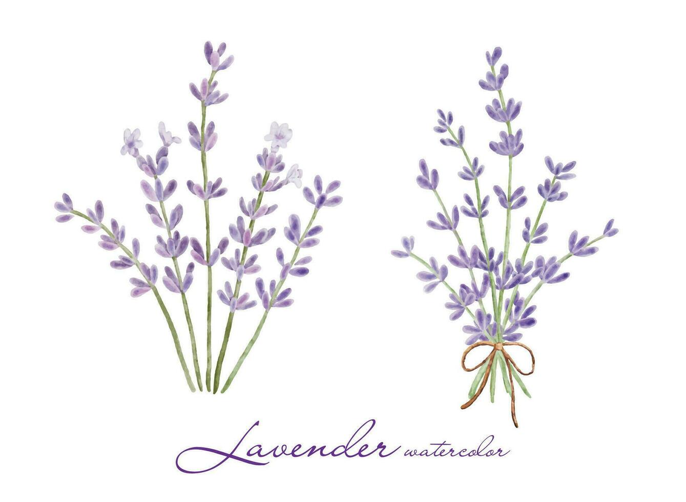 conjunto de lavanda flores elementos vector