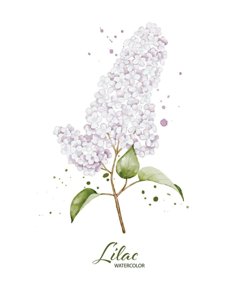 Lilac flower and leaves watercolor vector