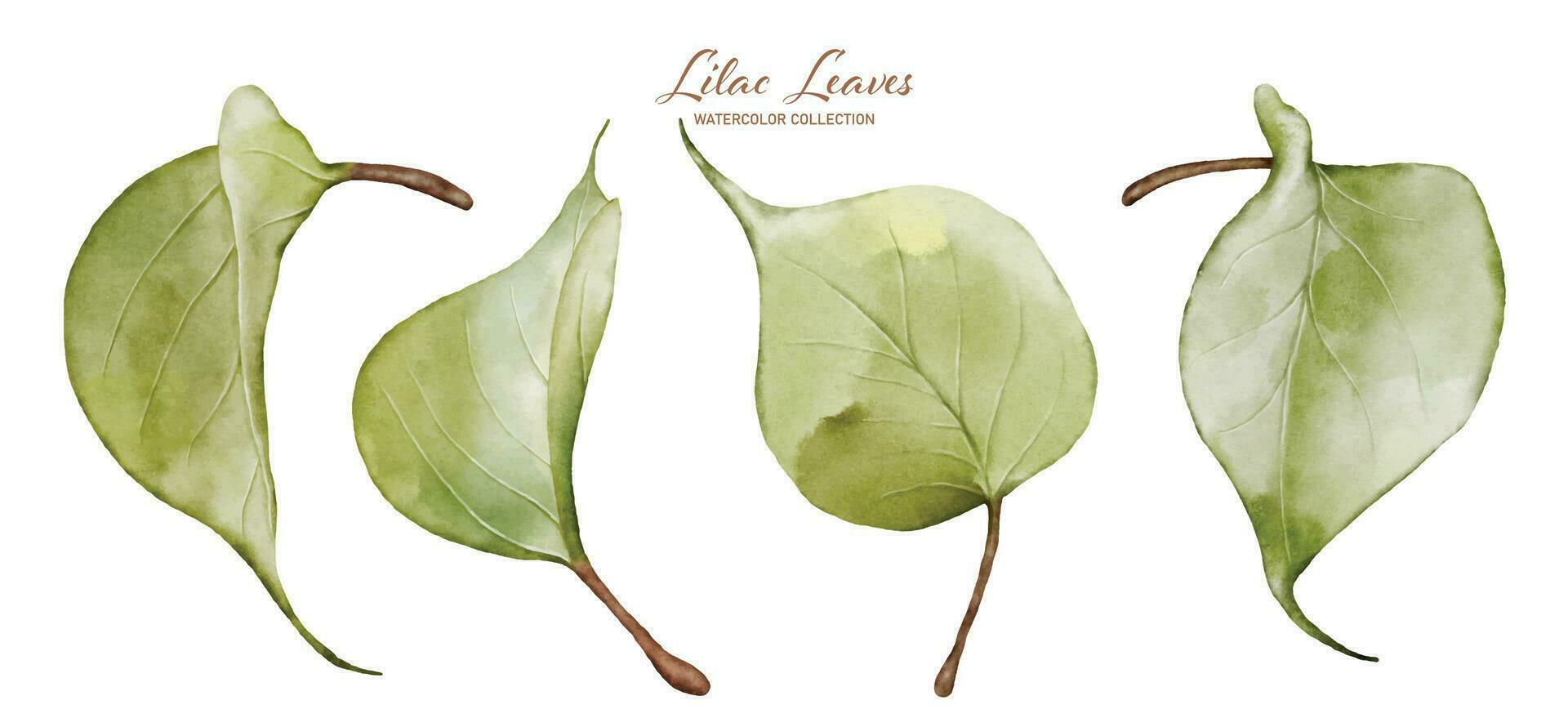 Set of watercolor lilac leaves elements vector