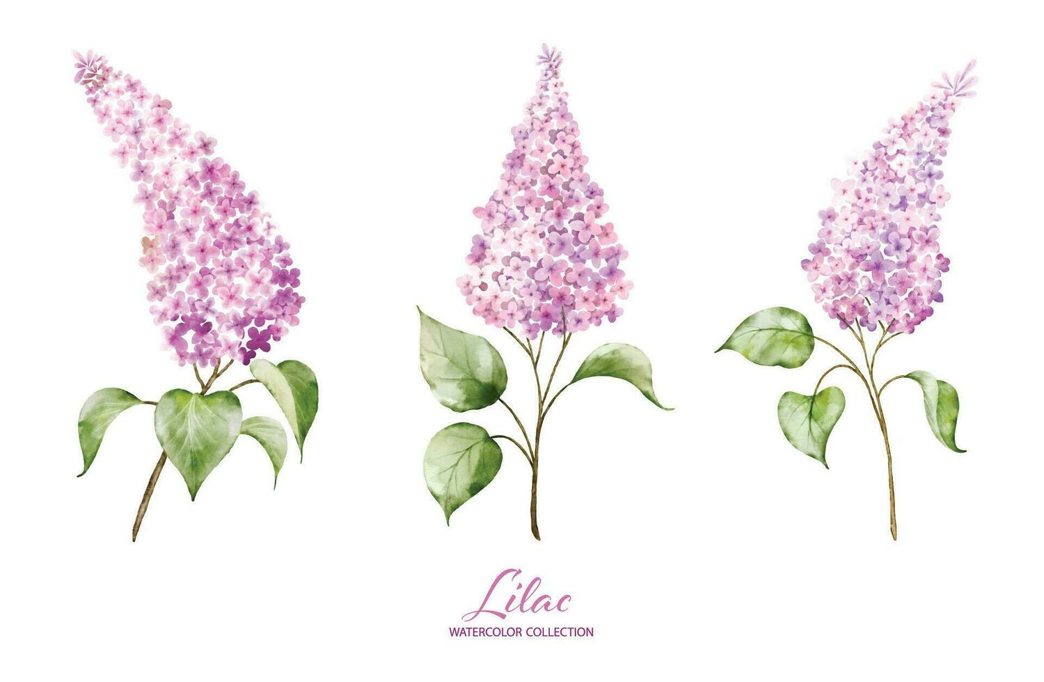 Set of pink Lilac branches with watercolor vector