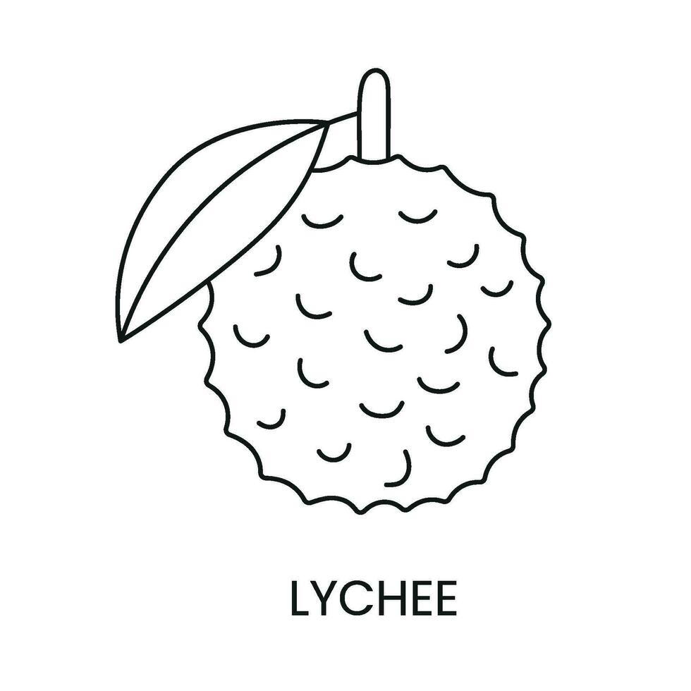 Lychee line icon in vector, fruit illustration. vector