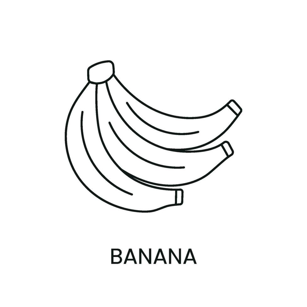 Banana line icon in vector, tropical fruit illustration vector