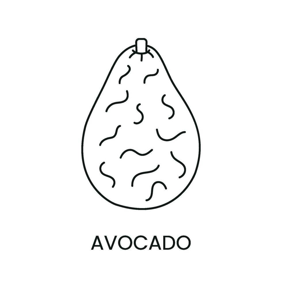 Avocado line icon in vector, fruit illustration. vector