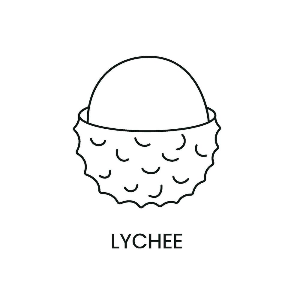 Lychee line icon in vector, fruit illustration. vector