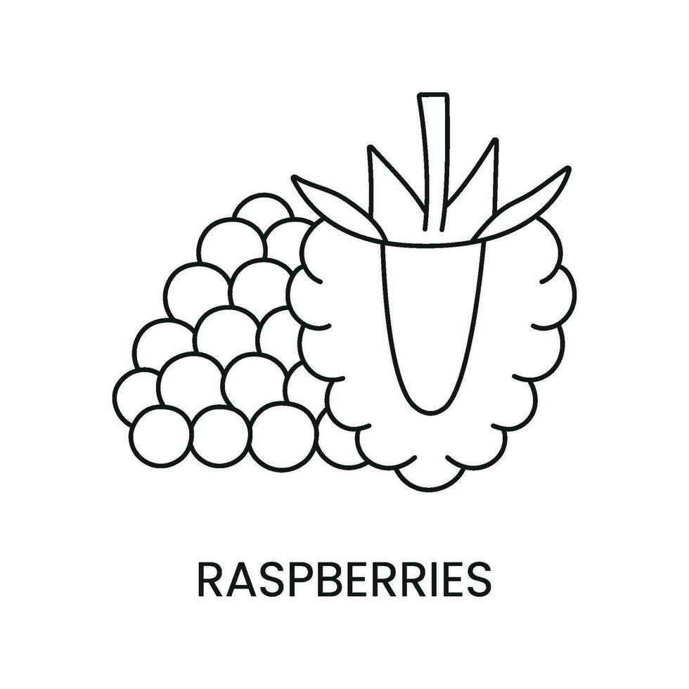 Raspberry line icon in vector, berry illustration vector