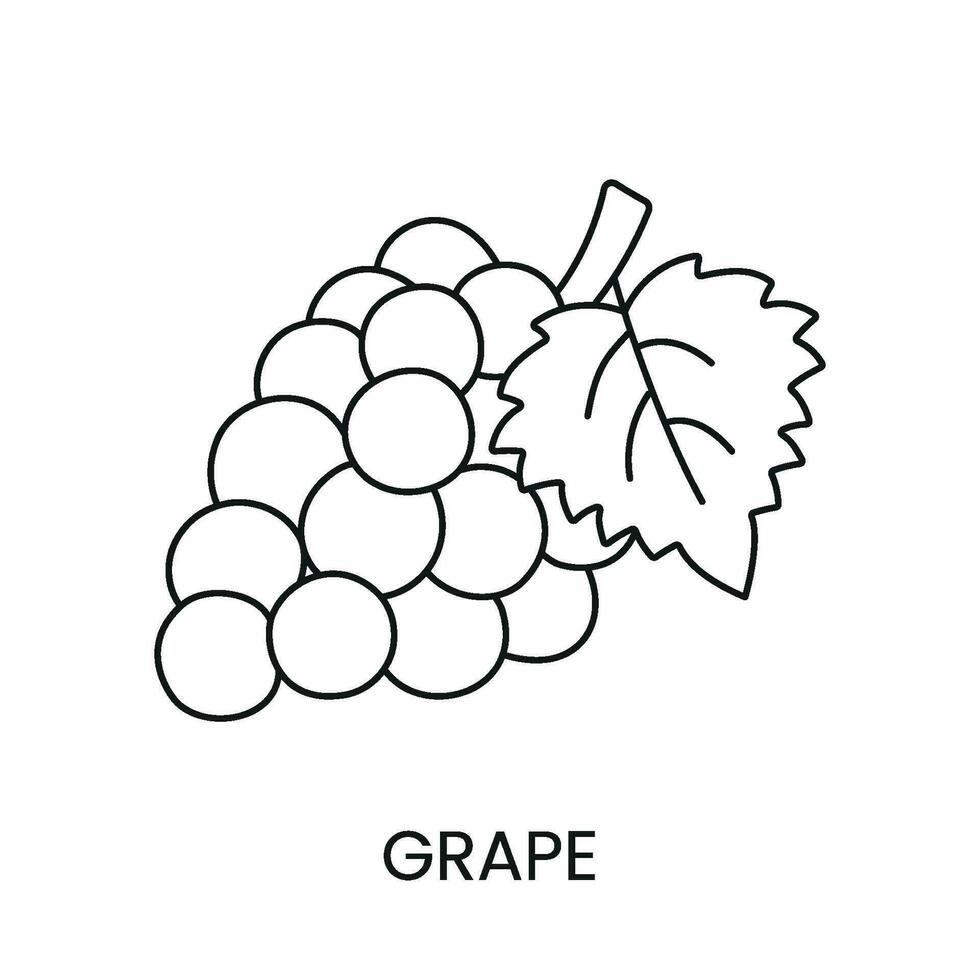 uvas línea icono en vector, baya ilustración vector