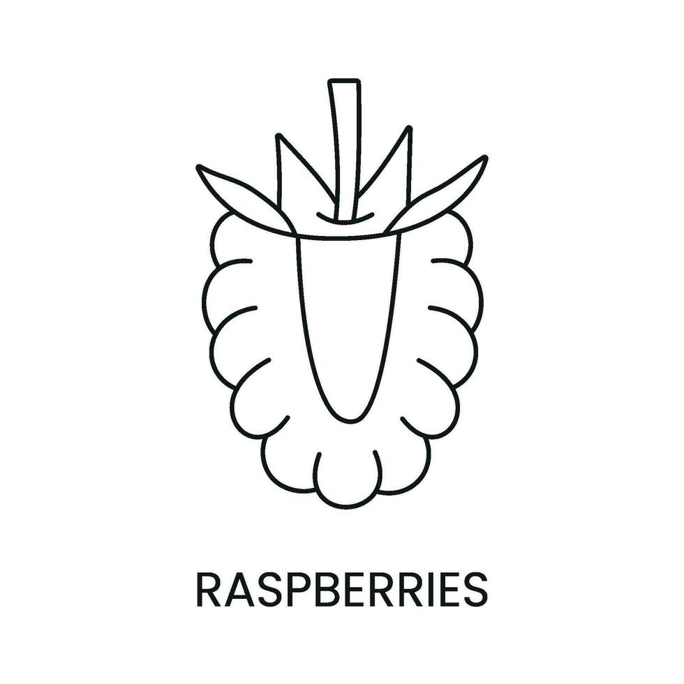 Raspberry line icon in vector, berry illustration vector