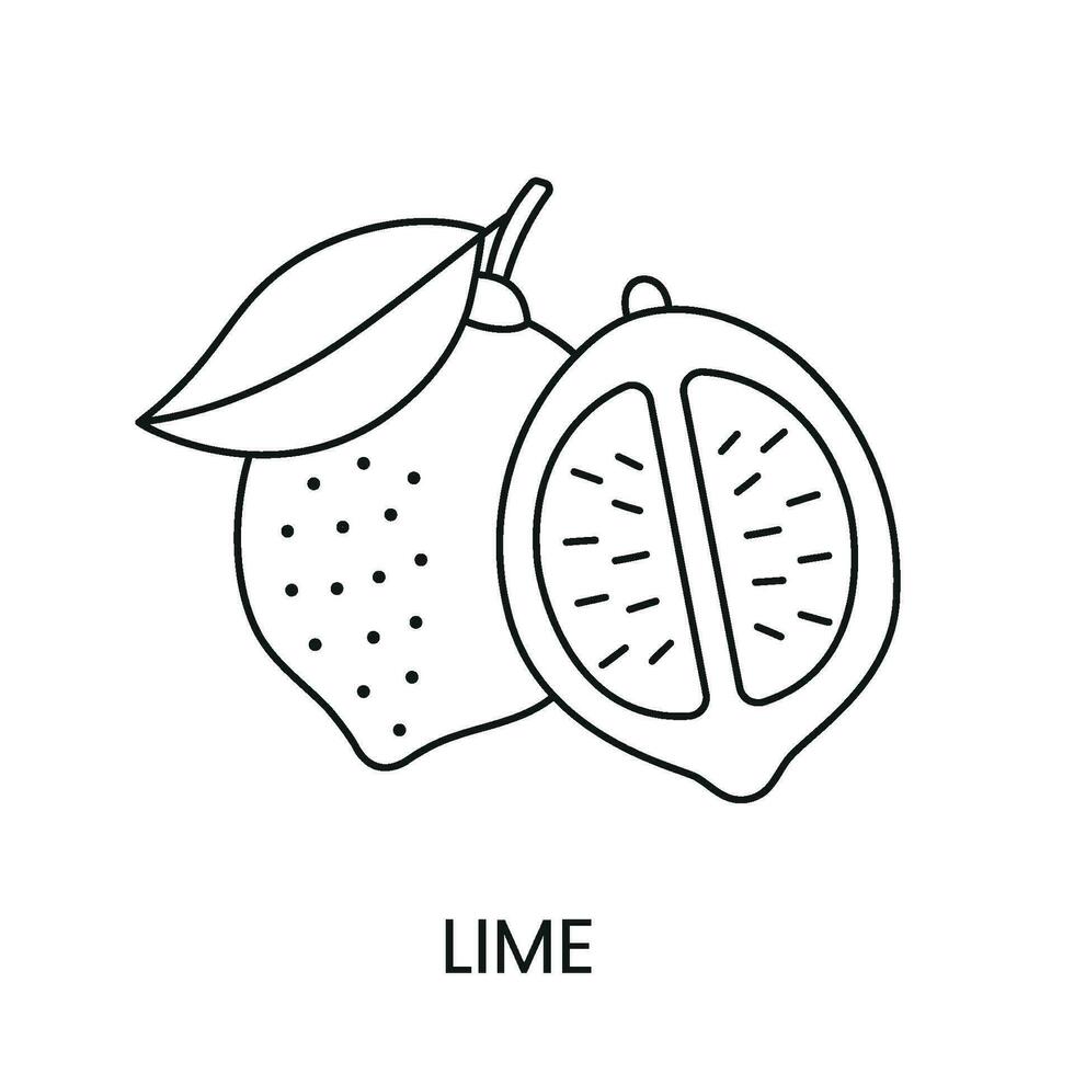 Lima línea icono en vector, agrios Fruta ilustración vector