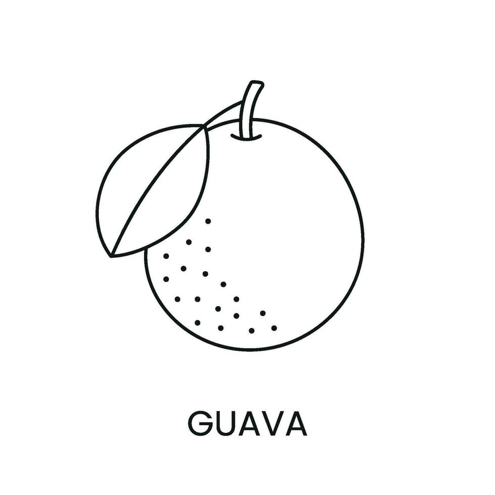 Guava line icon in vector, fruit illustration. vector