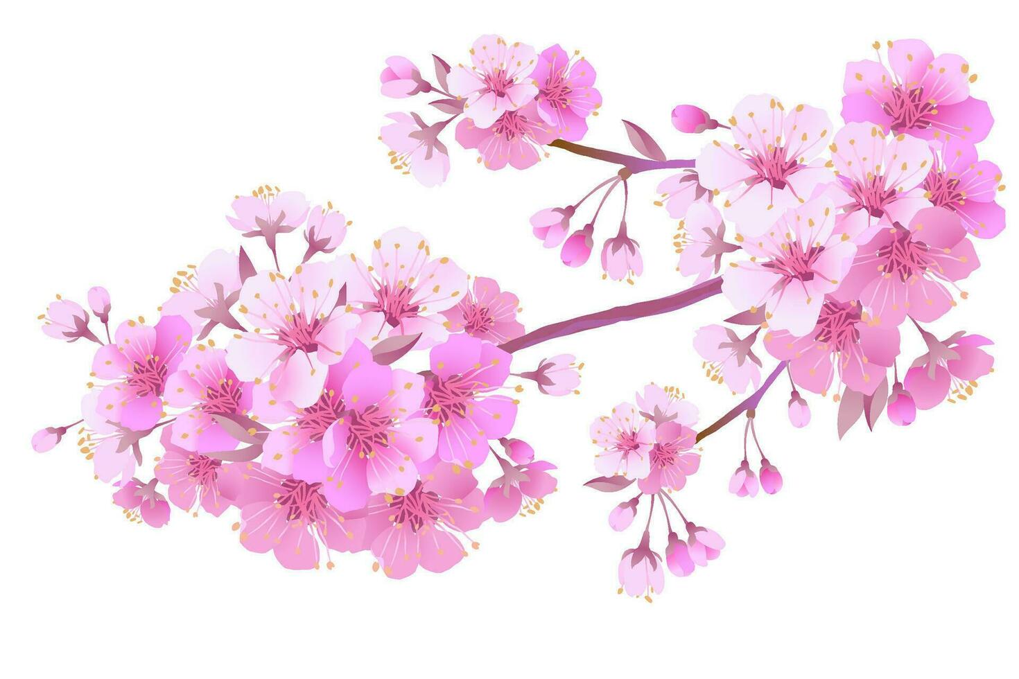 Sakura is a symbol of love on a white background.Blooming branch of Japanese cherry. Design for any purpose. Realistic illustration. A romantic concept for a mother's day gift. Retro style. vector