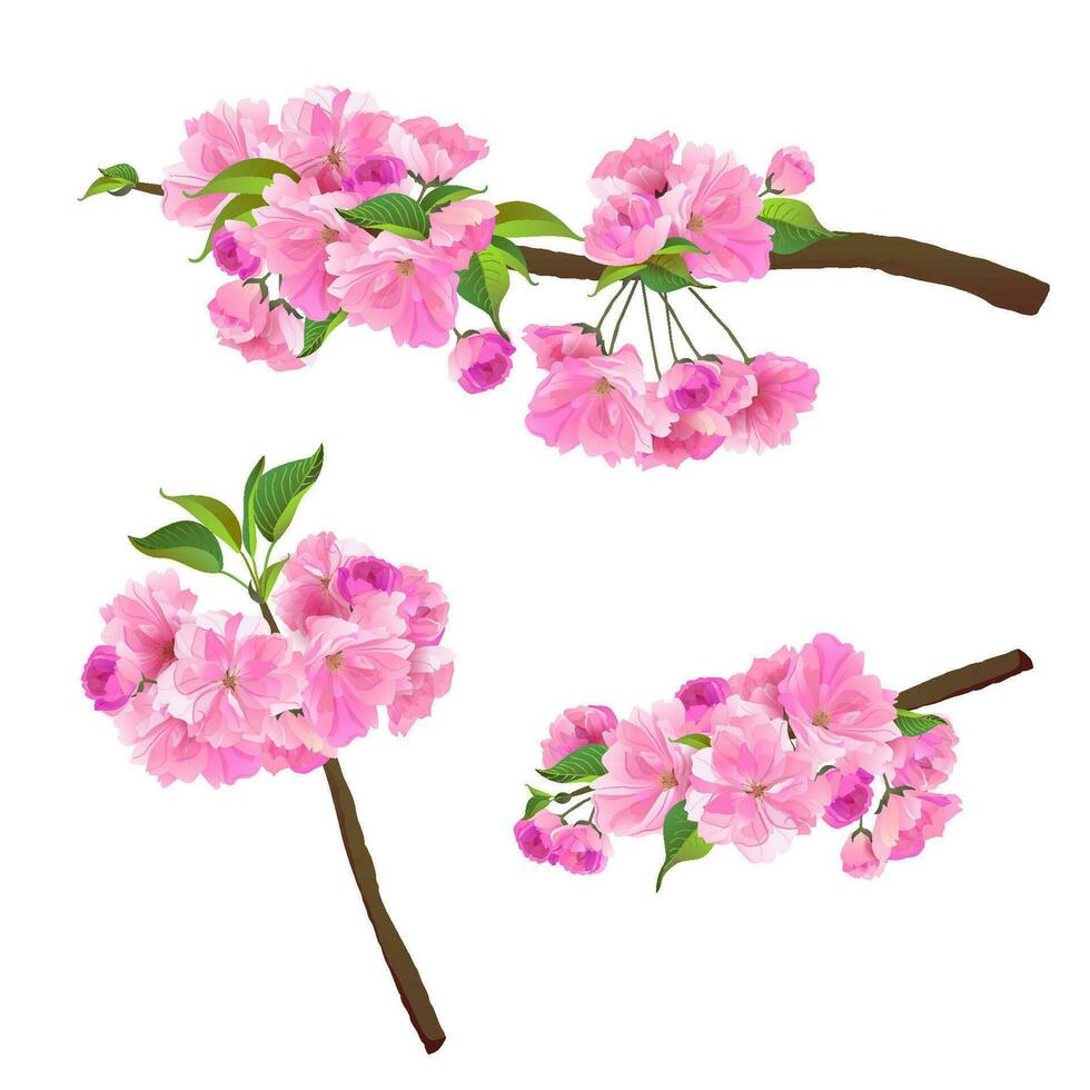 Vector graphics of Sakura on a white background. Realistic illustration of pink flowers. A picture of the branch and flowers of the cherry blossoms.