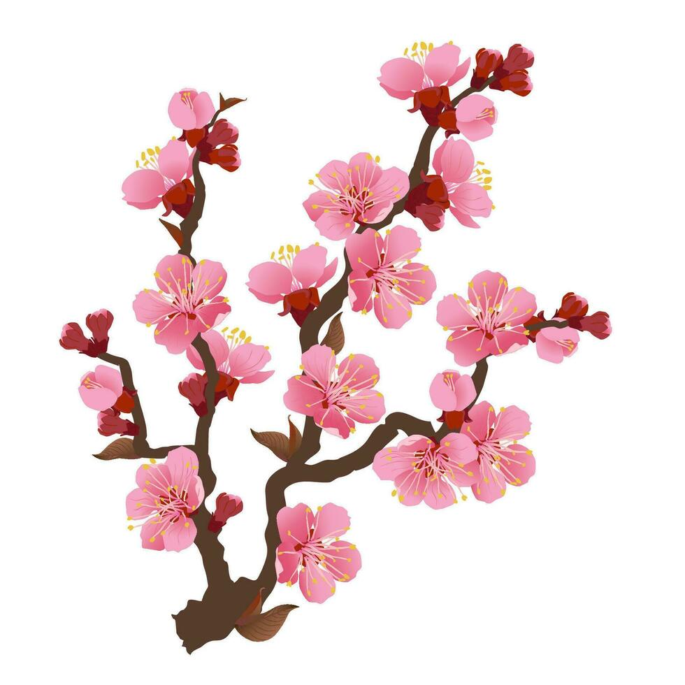 Sakura branch isolated on a white background. Realistic graphics of pink cherry blossoms. Vector illustration of beautiful flowers.