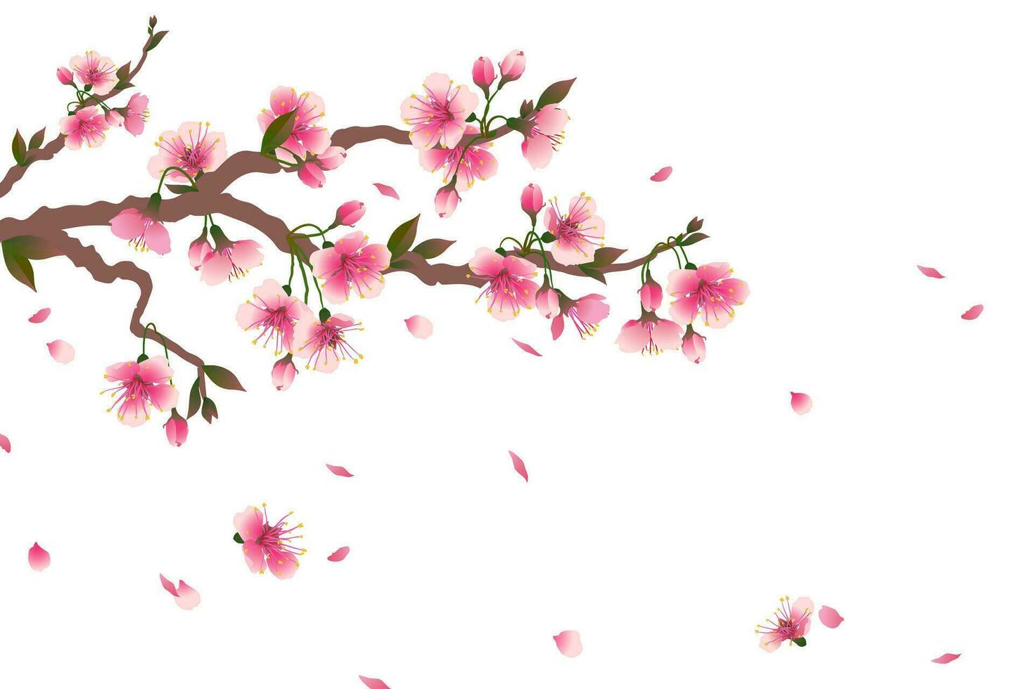 Cherry blossom branch with falling petals isolated on white. Space for your text. Vector