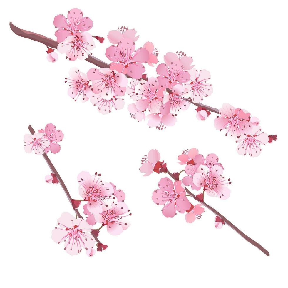 Illustration of cherry trees on a green background. Festive banner for spring holiday. Spring pink flowers. Vektor graphic of Sakura. vector
