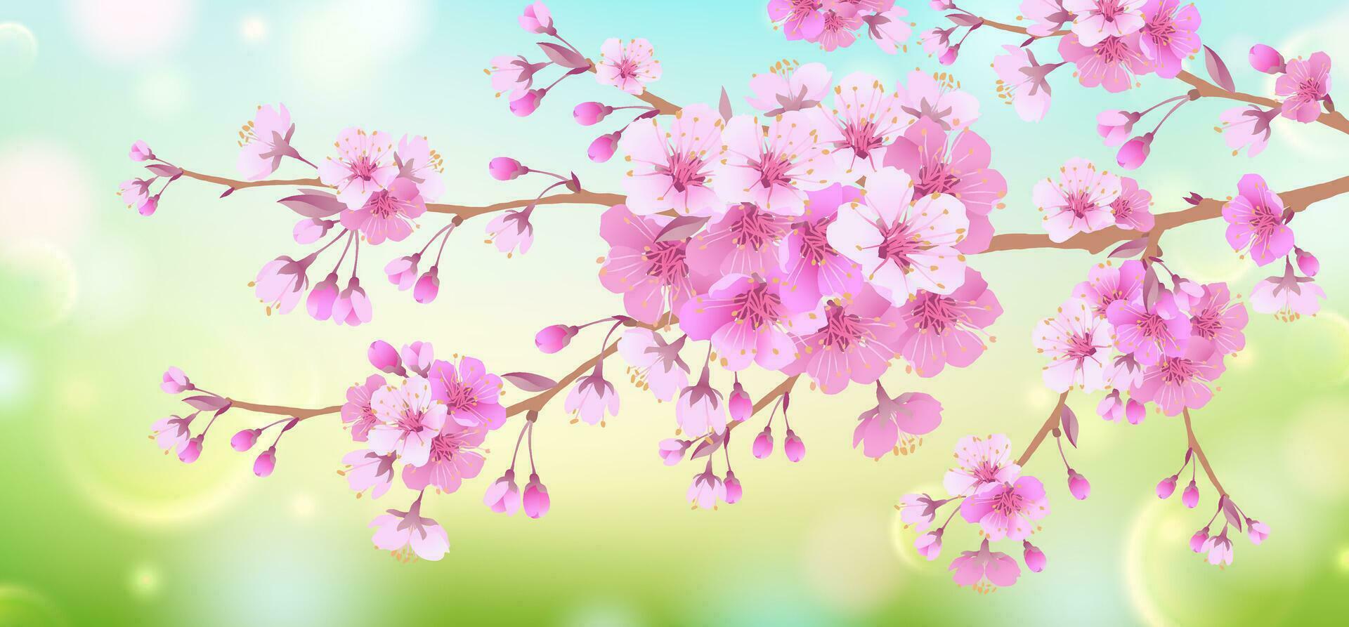 Spring soft background with a branch of cherry blossoms. Blooming cherry blossoms. Natural design. vector