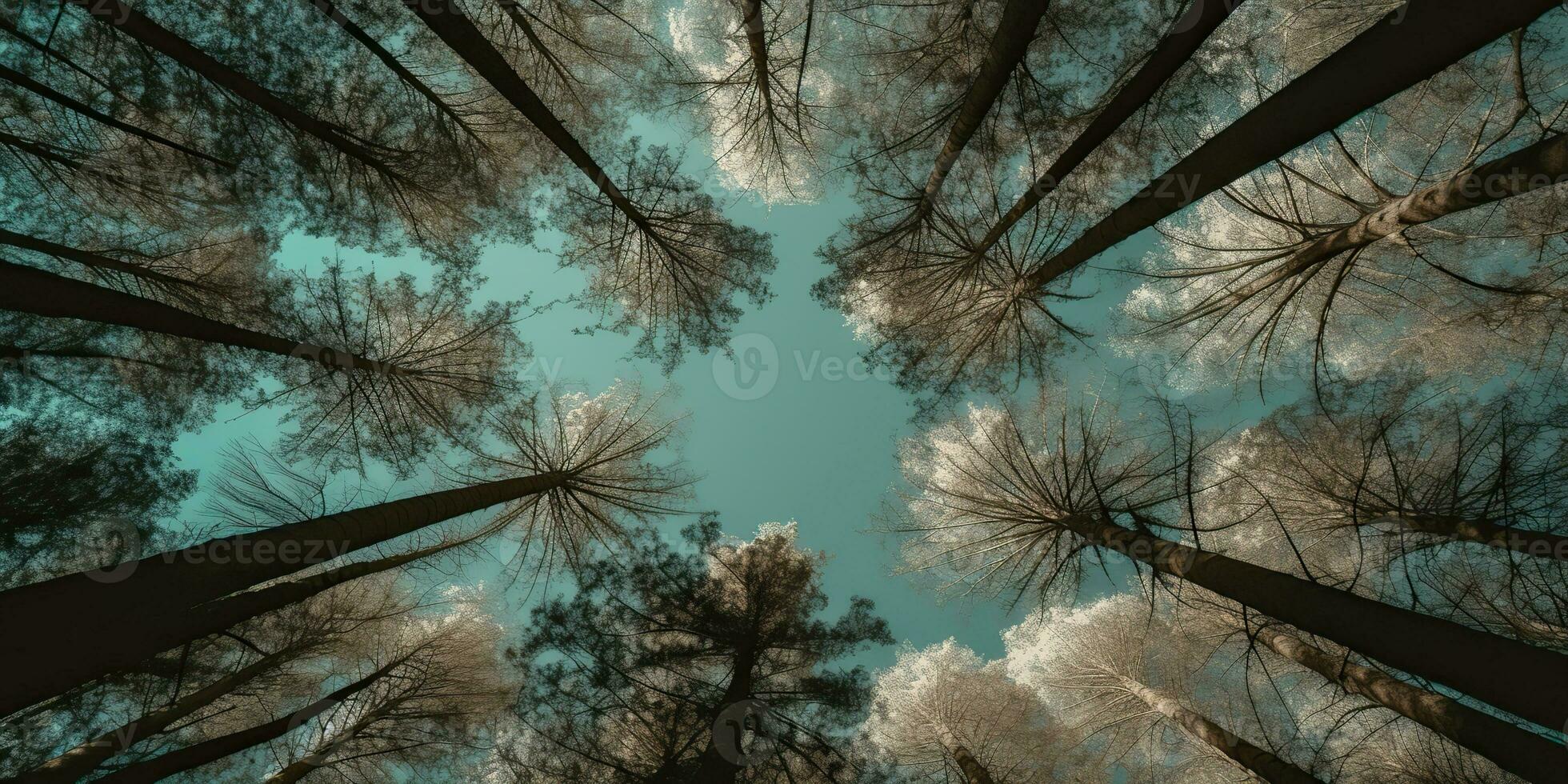 AI Generated. AI Generative. Nature wild outdoor forest trees looking up view with sunny ray. Adventure travel trekking inspiration. Graphic Art photo