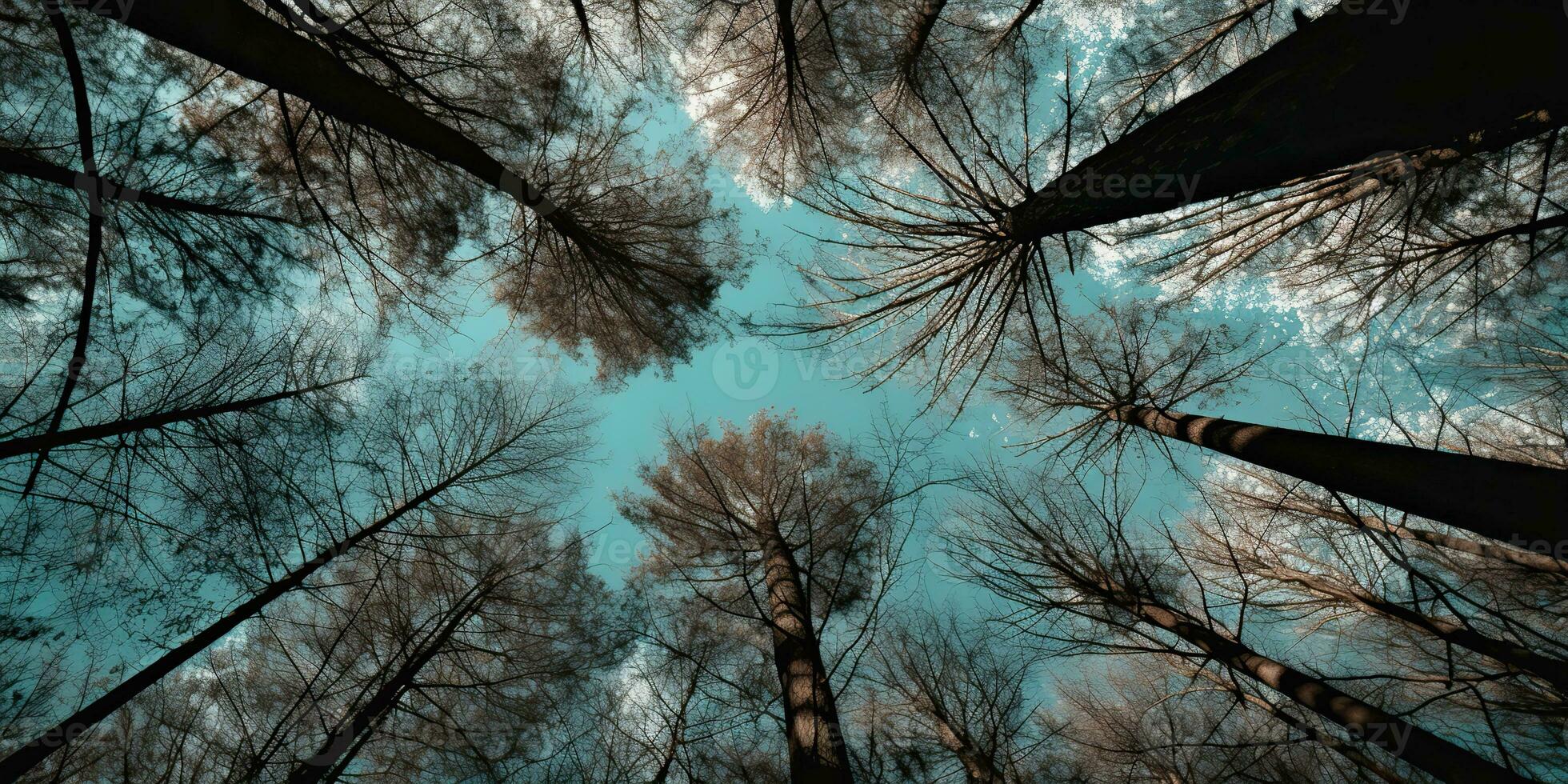 AI Generated. AI Generative. Nature wild outdoor forest trees looking up view with sunny ray. Adventure travel trekking inspiration. Graphic Art photo