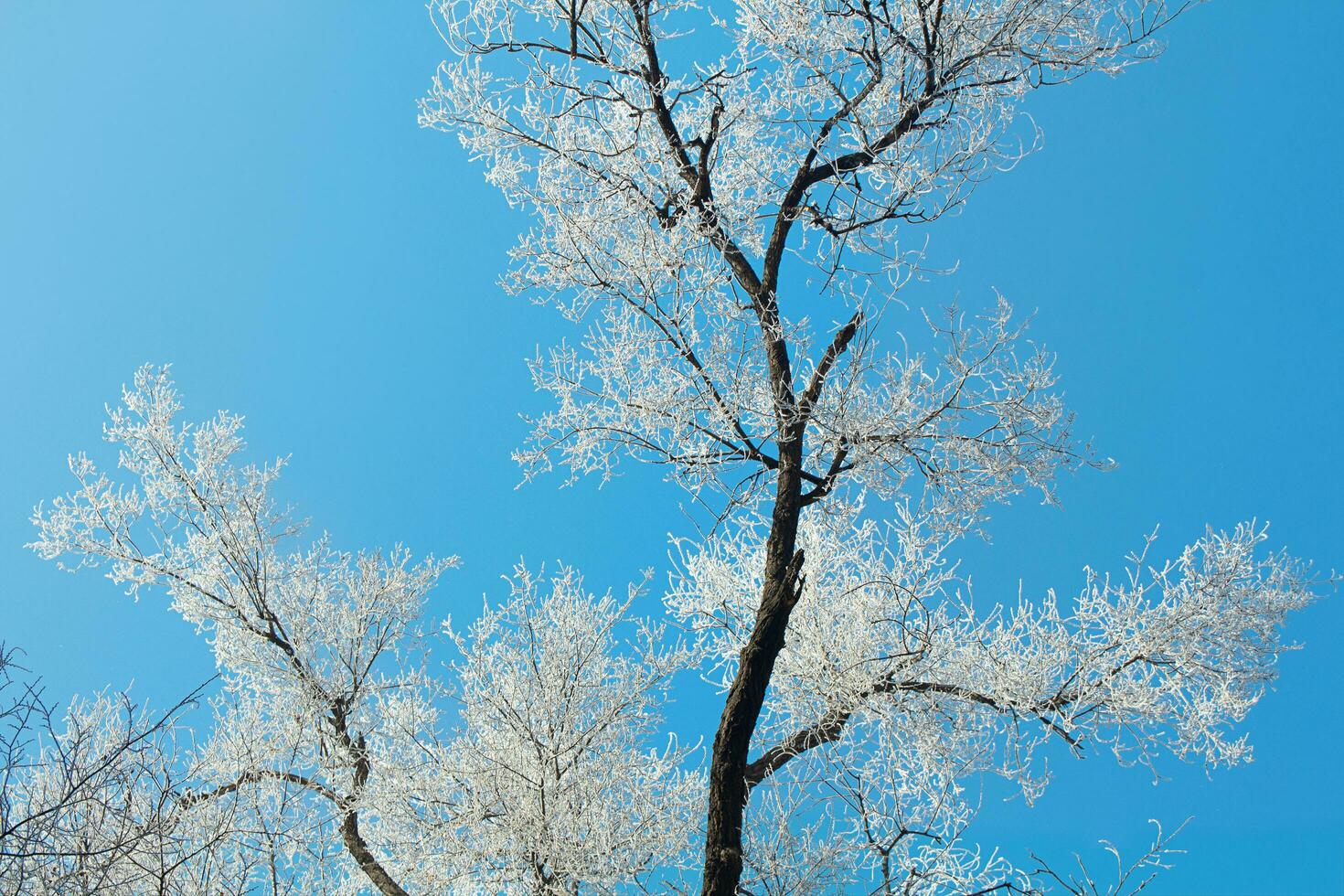 Frozen tree with white frost on the branches on a blue sky background. Winter photo