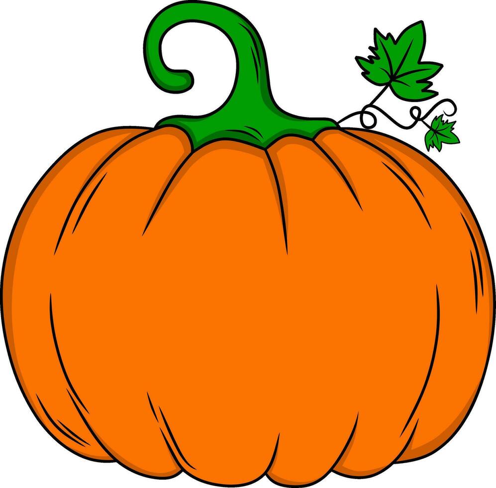 Pumpkin fruit vector illustration drawing