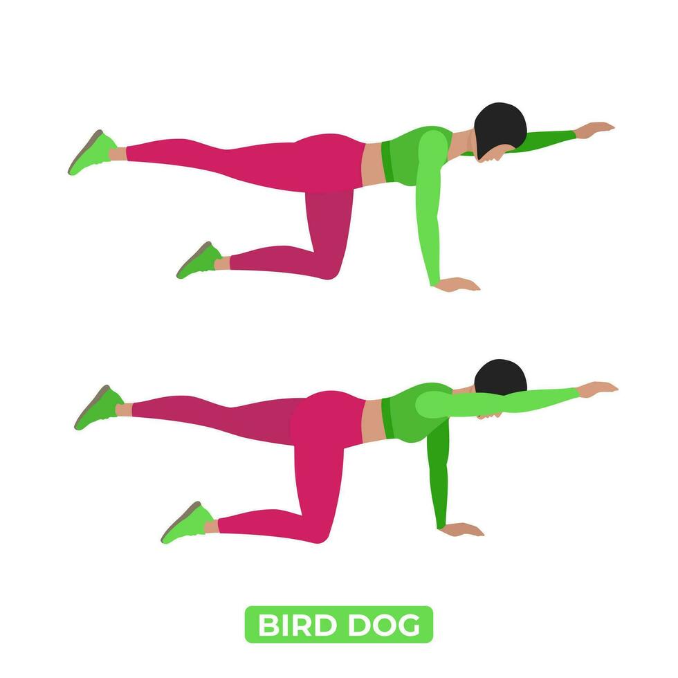 vector mujer haciendo pájaro perro. dandayana bharmanasana. peso corporal aptitud abdominales y núcleo rutina de ejercicio ejercicio. un educativo ilustración en un blanco antecedentes.