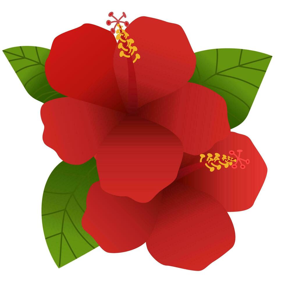 par de rubí rojo hibisco flores, traje para diseño, decoración, tarjeta vector