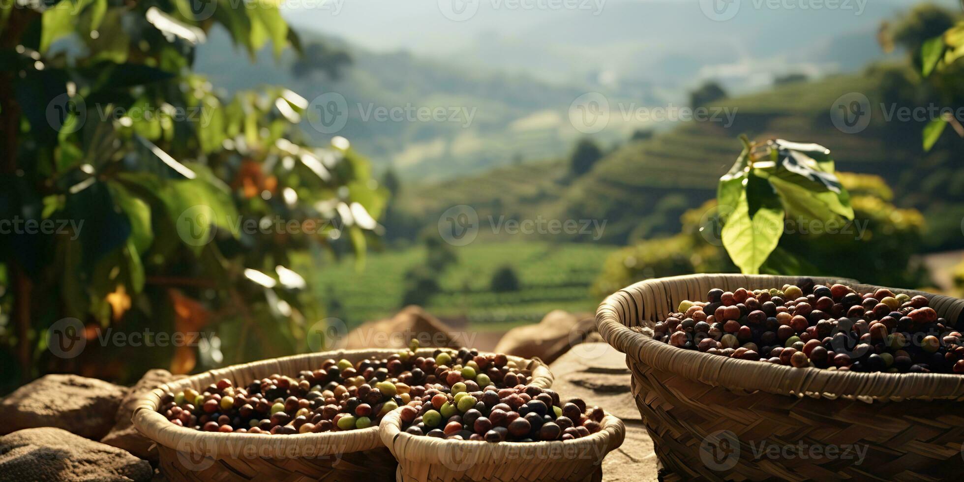 AI Generated. AI Generative. Coffee beans plantation nature outdoor landscape. Graphic Art photo