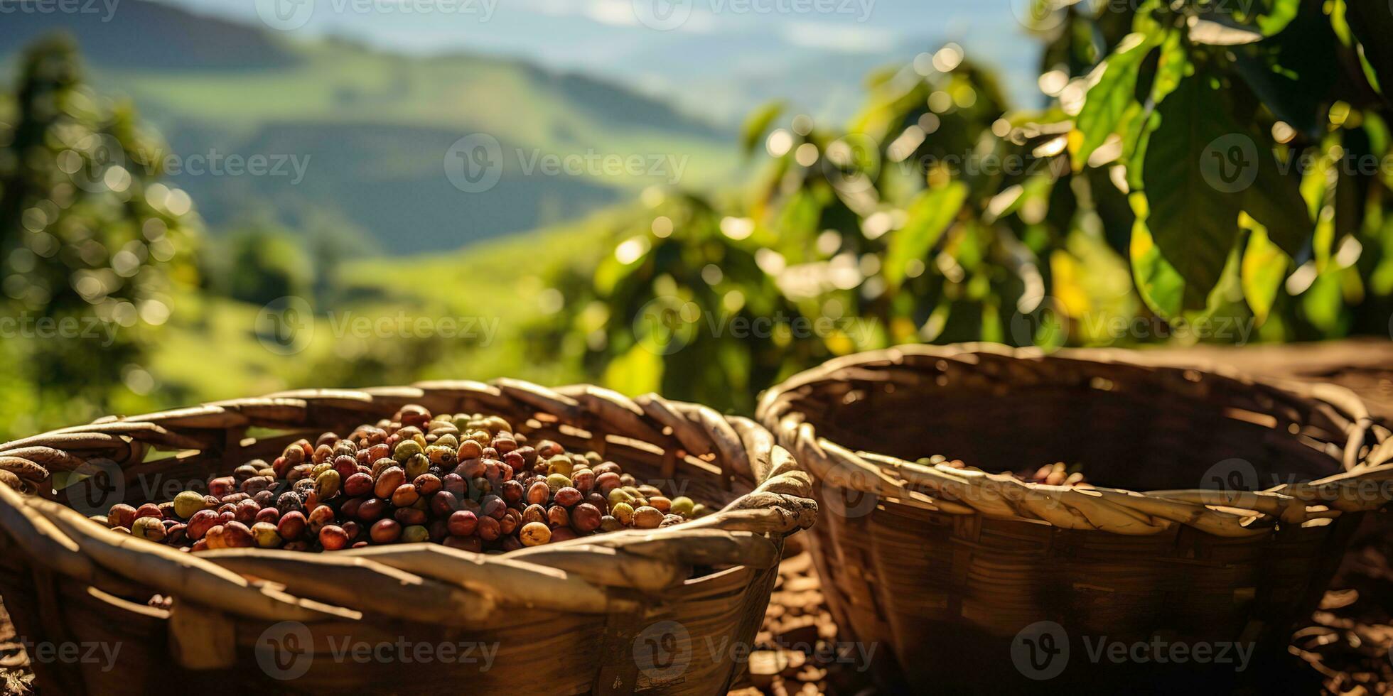 AI Generated. AI Generative. Coffee beans plantation nature outdoor landscape. Graphic Art photo