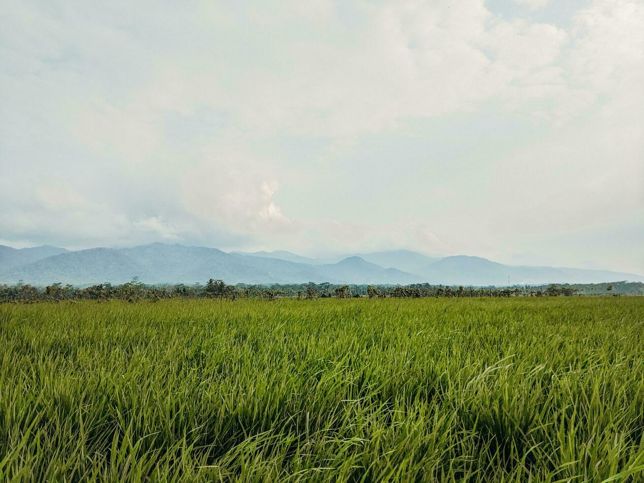 rice fields with mountains and clear sky in the background photo