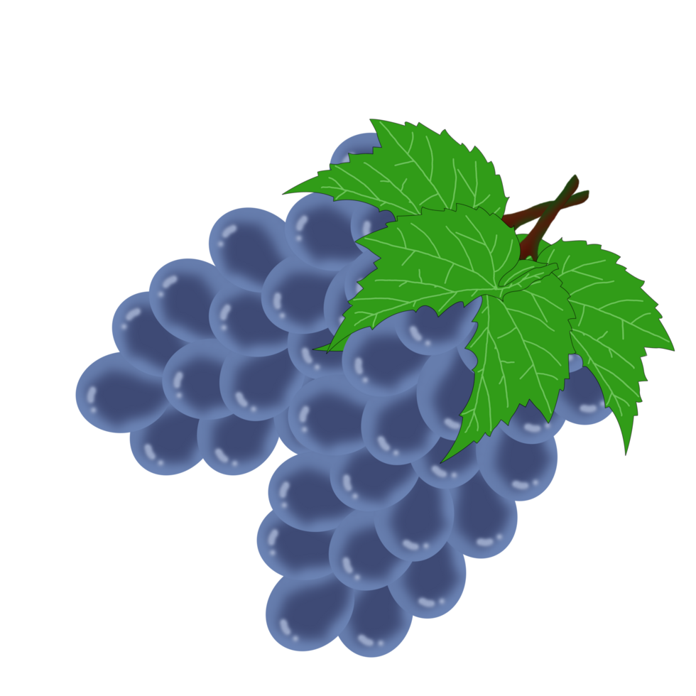 realista Fruta uvas ilustración png