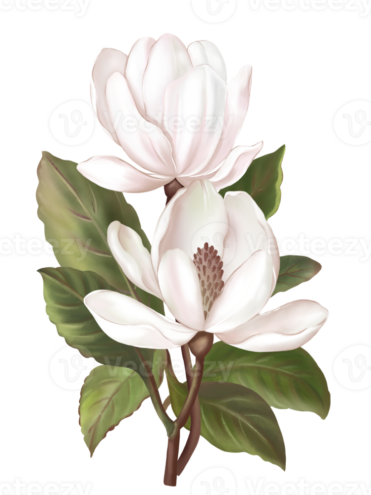 Hand draw and paint a branch of Magnolia flowers, soft pink and white color, illustration image. png