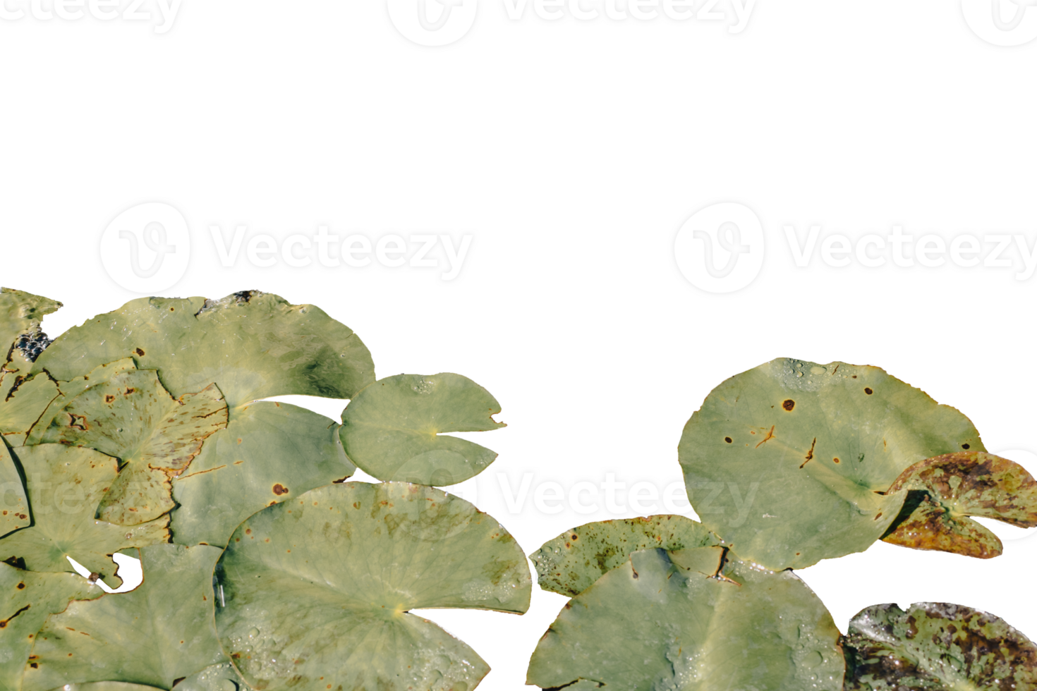 Close up view of water lily flower in daytime concept photo. Garden pond filled with aquatic plants in a pot. png
