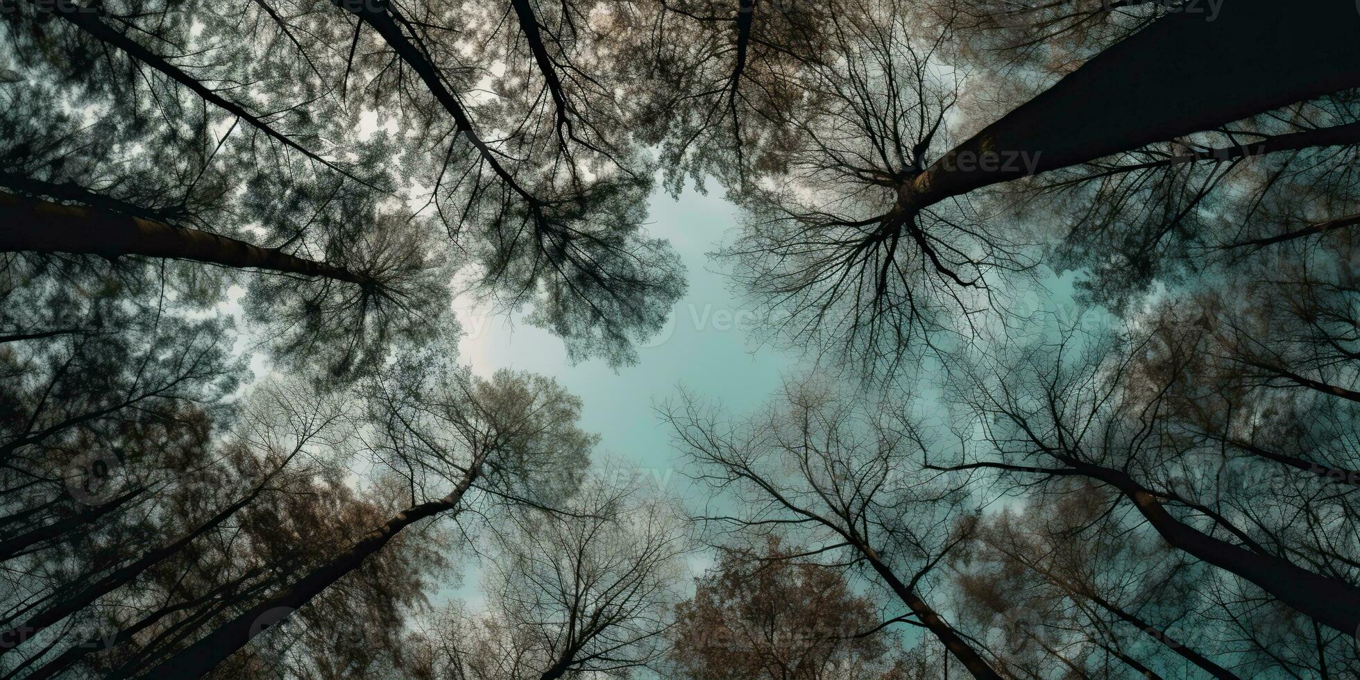 AI Generated. AI Generative. Nature wild outdoor forest trees looking up view with sunny ray. Adventure travel trekking inspiration. Graphic Art photo