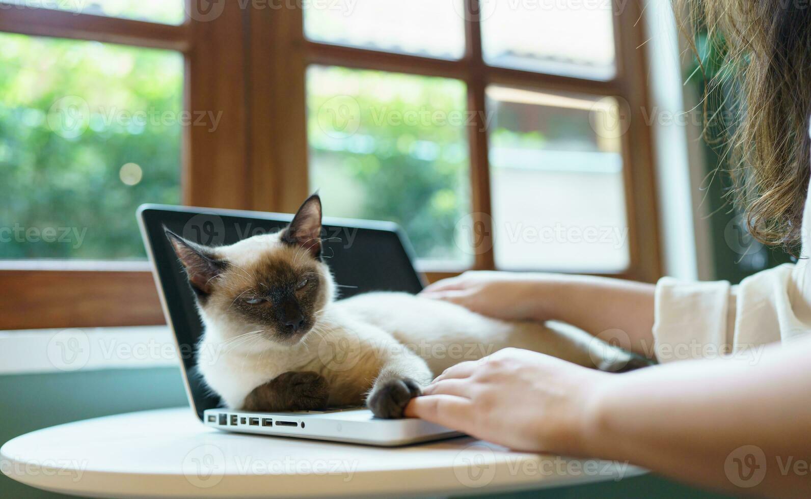 woman working from home with cat. cat asleep on the laptop keyboard. assistant cat working at Laptop photo