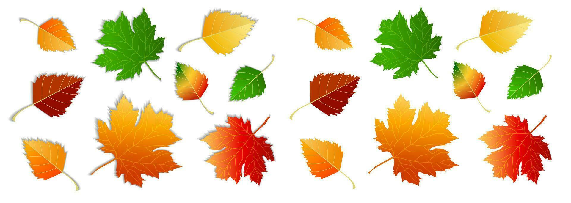 Set of autumn leaves, different colors on white background, with shadow and no shadow. Concept - autumn, autumn mood. Isolated autumn elements for design. Maple leaves, birch leaves vector