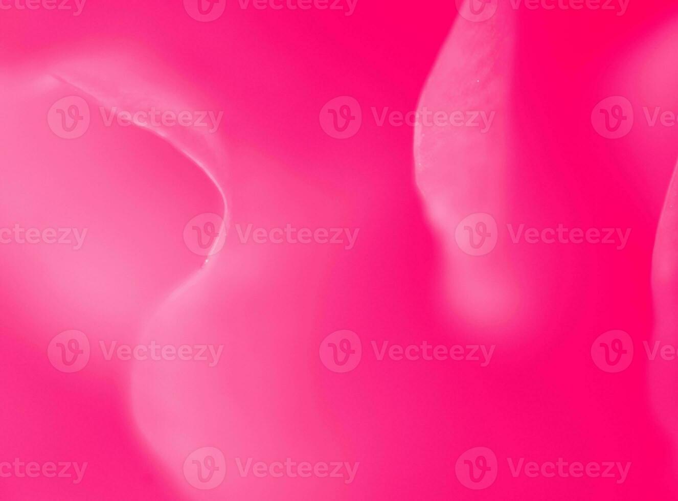 Rose Close Up Background Design photo